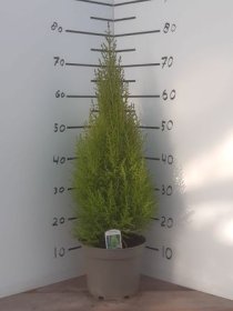 Spygliuotis, puskiparisis, vazonėlio skersmuo 21 cm.