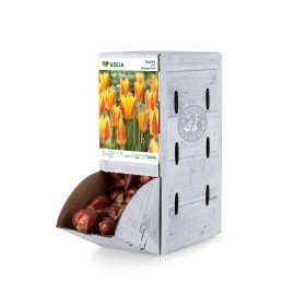 Greigo tulpių Giuseppe Verdi svogūnėlis ASEJA, 1 vnt., 8/9, Rackbox, 84040808, (R)