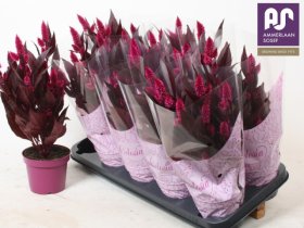 Vienmetė gėlė, celiozija "Mystic Shades", vazonėlio skersmuo 12 cm.