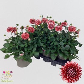 Vienmetė gėlė, jurginas "Max Topia", vazonėlio skersmuo 19 cm.