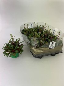 Kambarinis augalas, storalapis "Rosularis", vazonėlio skersmuo 11 cm.