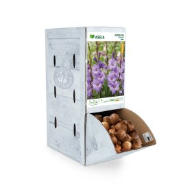 Didžiažiedžio kardelio Milka svogūnėlis ASEJA, 1 vnt., 12/14, Rackbox, 83945600, (P)
