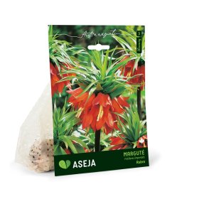 Daugiažiedės karališkosios margutės Rubra svogūnėlis ASEJA, 1 vnt., 20/22, 32916620, (R)