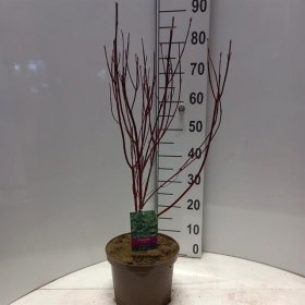 Dekoratyvinis krūmas, sedula "Elegantissi", vazonėlio skersmuo 23 cm.