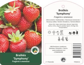 Braškės sodinukas "Symphony", 10 vnt.