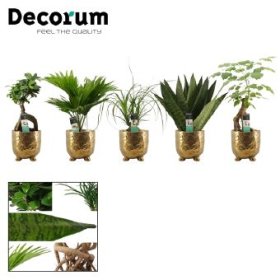 Kambarinis augalas, lapiniai augalai (įvairūs), metaliniame vazonėlyje, vazonėlio skersmuo 12 cm.