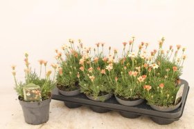 Vienmetė gėlė, rodantemas, vazonėlio skersmuo 13 cm.