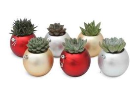 Kambarinis augalas, sukulentas kalėdinėje kompozicijoje, vazonėlio skersmuo 6 cm.