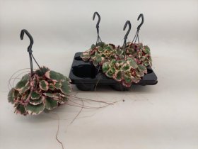 Kambarinis augalas, uolaskėlė "Stol Tricolor", vazonėlio skersmuo 11 cm.