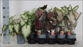 Kambarinis augalas, kaladis, vazonėlio skersmuo 12 cm.