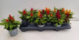 Vienmetė gėlė, celiozija "Argentea", vazonėlio skersmuo 11 cm.