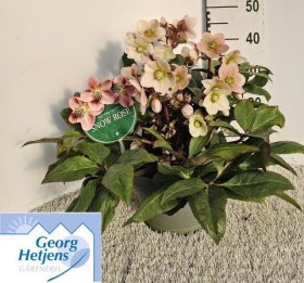 Daugiametė gėlė, eleboras "Hgc Pink Fro", vazonėlio skersmuo 27 cm.