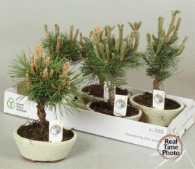 Kambarinis augalas, pušis (bonsai), vazonėlio skersmuo 15 cm.