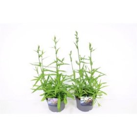 Daugiametė gėlė, katilėlis, vazono skersmuo 17 cm.