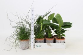 Kambarinis augalas, lapiniai augalai, įvairūs, vazonėlio skersmuo 12 cm.