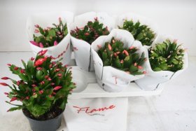 Kambarinis augalas, plokštenis, įvairūs, vazonėlio skersmuo 15 cm.