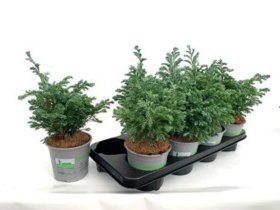 Spygliuotis, puskiparisis žirniavaisis "Boulevard", augalo aukštis 35 cm., vazonėlio skersmuo 13 cm.