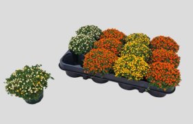 Kambarinis augalas, nertera, įvairi, vazono skersmuo 8 cm.