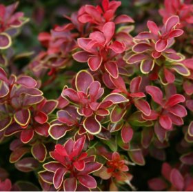 Dekoratyvinis krūmas, tunbergo raugerškis "Admiration", vazonėlis 2 l.