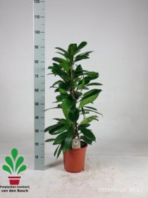 Kambarinis augalas, fikusas (Ficus Cyathistipula), vazonėlio skersmuo 21 cm.
