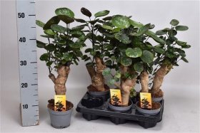 Kambarinis augalas, stimbris "Fabian", vazonėlio skersmuo 14 cm.