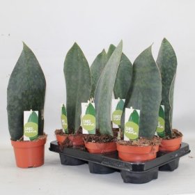 Kambarinis augalas, sansevjera, įvairūs, vazonėlio skersmuo 15 cm.
