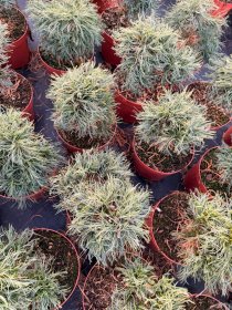 Spygliuotis, pušis "Green Twist", ant stiebo, vazonėlio skersmuo 23 cm.