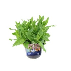 Daugiametė gėlė, šalavijas, vazonėlio skersmuo 13 cm.