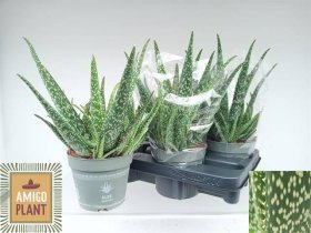 Kambarinis augalas, alavijas, vazonėlio skersmuo 14 cm.