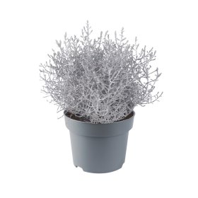 Vienmetė gėlė, kalocefalas, vazonėlio skersmuo 7 cm.