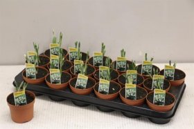 Daugiametė gėlė, snieguolė, vazonėlio skersmuo 9 cm.