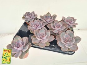 Kambarinis augalas, kalvorė (eševerija), vazonėlio skersmuo 10 cm.