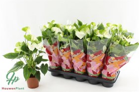 Kambarinis augalas, anturis "Namora", vazonėlio skersmuo 12 cm.