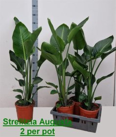 Kambarinis augalas, strelicija "Alba", vazono skersmuo 22 cm.