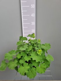 Daugiametė gėlė, rasakila "Thriller", vazonas 2 l.