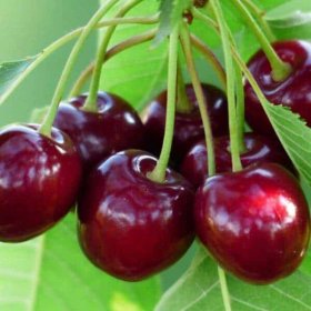 Vaismedis, trešnė “Justyna” (Prunus avium)