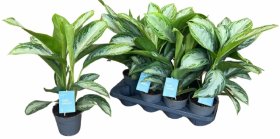 Kambarinis augalas, aglaonema "Silver Bay", vazonėlio skersmuo 14 cm.