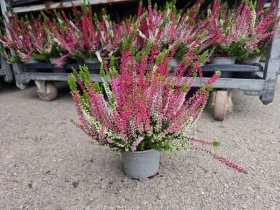 Vienmetė gėlė, viržis MIX, vazonėlio skersmuo 12 cm.