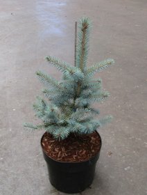 Spygliuotis, eglė dygioji "Blue Diamond", vazonėlio skersmuo 23 cm.