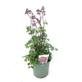 Daugiametė gėlė, vingiris "Little Pinkie", vazono skersmuo 19 cm.