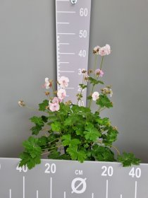 Daugiametė gėlė, snaputis "Biokovo", vazonas 2 l.