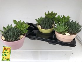 Kambarinis augalas, sukulentas keraminiame vazonėlyje, vazonėlio skersmuo 17 cm.