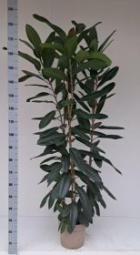 Kambarinis augalas, fikusas siauralapis, vazonėlio skersmuo 40 cm.