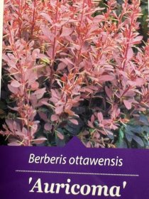 Dekoratyvinis krūmas, raugerškis otavinis "Auricoma", vazonėlio skersmuo 26 cm.