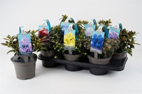 Dekoratyvinis krūmas, rododendras, įvairūs, vazonėlio skersmuo 15 cm.