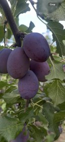 Vaismedis, slyva “Čačanska Rana” (Prunus domestica)