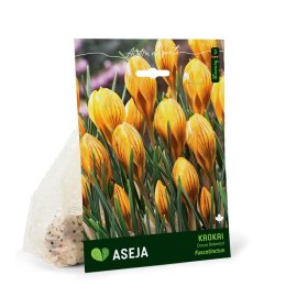 Botaninių krokų Fuscotinctus svogūnėliai ASEJA, 20 vnt., 5/+, 32916905, (R)