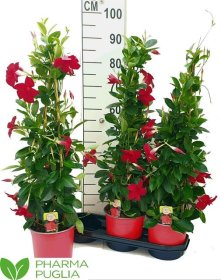 Vijoklinis augalas, mandevila "Grande Red", vazonėlio skersmuo 19 cm.