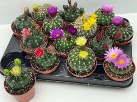 Kambarinis augalas, kaktusas, įvairūs, vazonėlio skersmuo 8 cm.