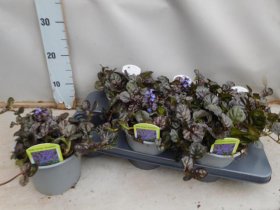 Alpinariumo augalas, vaisgina "Braunherz", vazonėlio skersmuo 15 cm.